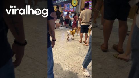 Diapered Goat On A Leash || ViralHog