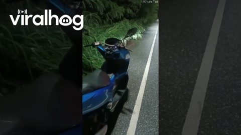 Snake Slithers on Motorbike || ViralHog