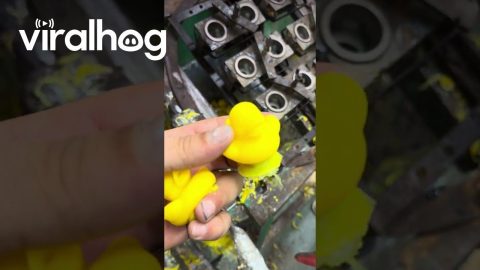 How Rubber Duckies Are Born || ViralHog