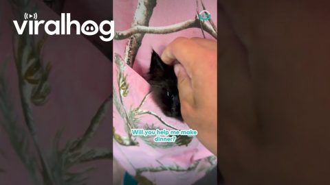 Kittens Sat In Apron Pocket || ViralHog