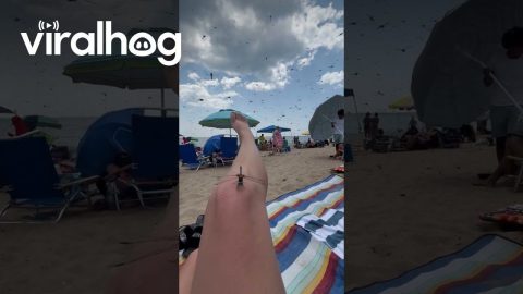 Huge Swarm of Dragonflies Invades Beach || ViralHog