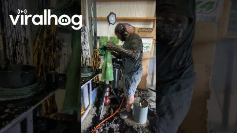 Oil Spill Aftermath || ViralHog