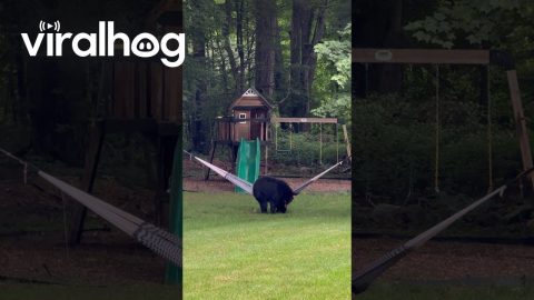 Bearly Hanging On: A Hammock Adventure || ViralHog
