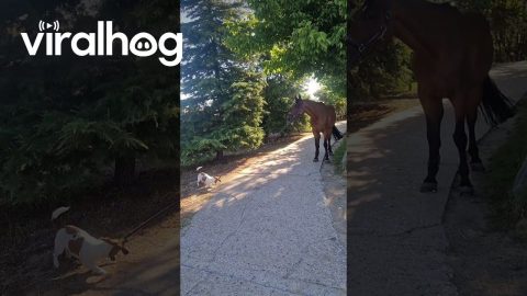 Dog Plays Tug-of-War With Horse || ViralHog