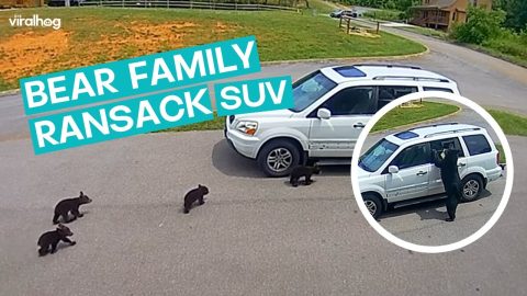 Bear and Cubs Break Into Car || ViralHog