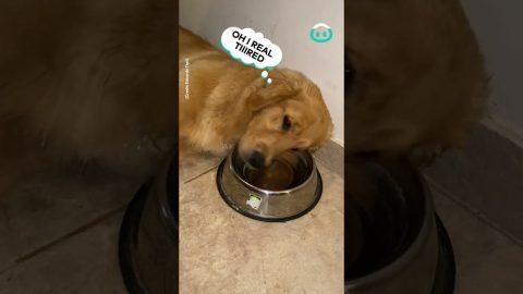 Sleepy Golden Naps On Water Bowl || ViralHog