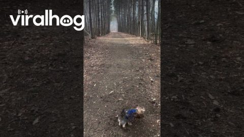 Little Dog Rolls in the Dirt || ViralHog
