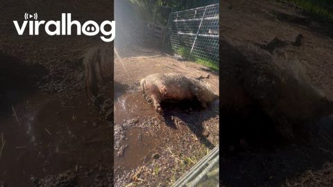 Pig Takes a Mud Bath || ViralHog