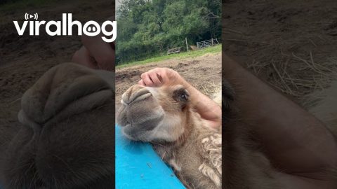 Baby Camel Enjoys a Head Scratch || ViralHog
