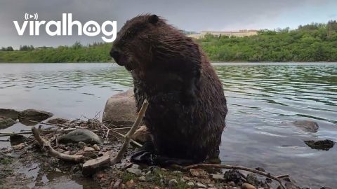 Beaver Sits Up to Groom || ViralHog