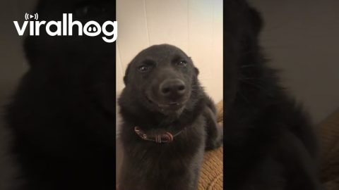Itsy the Smiley Dog || ViralHog