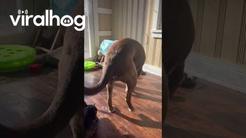 Big Dog Plays With Little Cat Tunnel || ViralHog