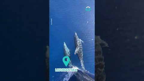 Dolphins Twirl In The Sea || ViralHog