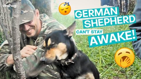 Worst Hunting Dog Ever Keeps Sleeping || ViralHog