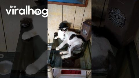 Masked Cat Wears a Cowboy Hat || ViralHog