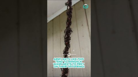 Ant Army Raids Wasps Nest || ViralHog