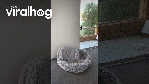 Bulldog In Winter Camouflage Mode || ViralHog