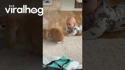 Baby Cries When Bunny Friend Turns Away || ViralHog
