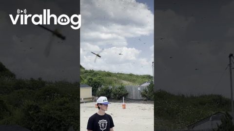 Thousands of Dragonflies Swarm Rhode Island Beach || ViralHog