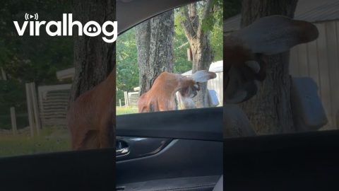 Goat Is a Drama Queen || ViralHog