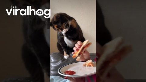 Sneaky Cat Is Smooth || ViralHog