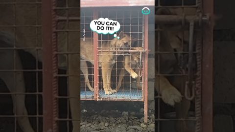 An Absolutely Pawsome Escape || ViralHog