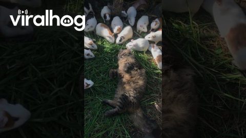 Cat Lies Peacefully Surrounded By Munching Guinea Pigs || ViralHog