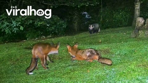 Fox and Badger Playing Together || ViralHog