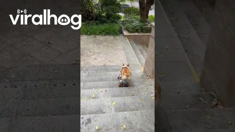 Skateboarding Corgi Goes Down Stairs || ViralHog