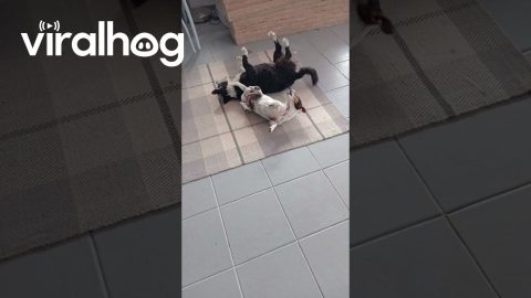 Puppy Copies Older Brother || ViralHog
