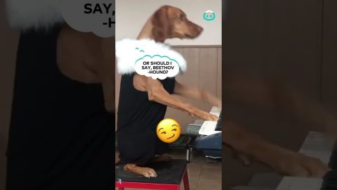 Piano-Playing Doggo || ViralHog