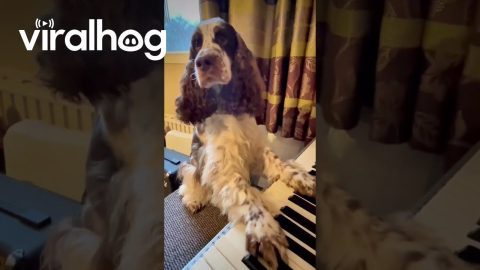 Springer Spaniel Plays Piano Solo || ViralHog