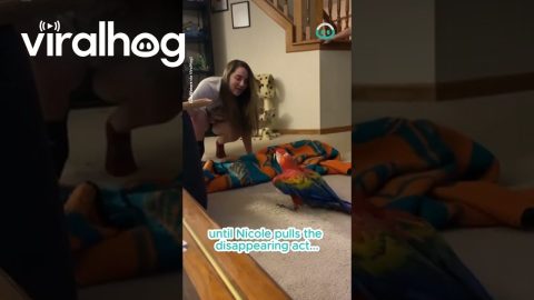 Parrot Plays Peekaboo And Gets Scared || ViralHog
