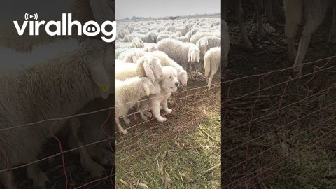 One of These Sheep Is Not Like the Others || ViralHog