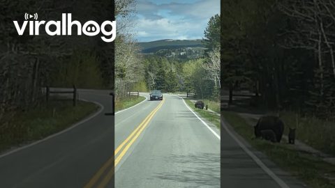 Bear Cubs Cross the Road at Glacier National Park || ViralHog