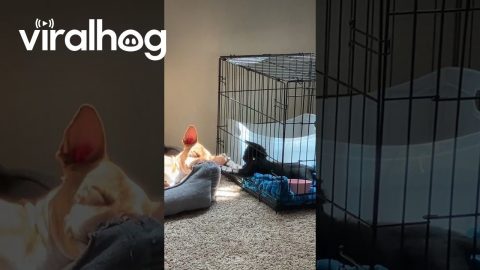 Caged Cat Plays With Sleeping Dog's Ear || ViralHog