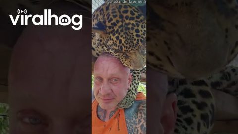 Pet Leopard Licks Owner's Head || ViralHog