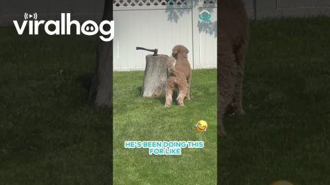 Dog Plays Hide and Seek with Squirrel || ViralHog