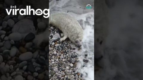 Baby Seal gets Rude Awakening || ViralHog