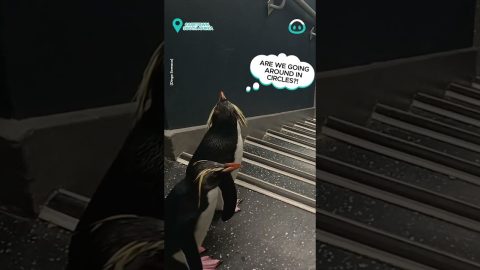 Penguins Hop Down Stairs || ViralHog