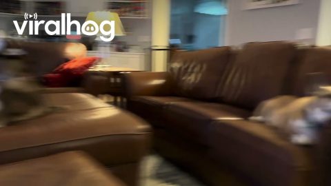 Corgi Puts Up With His Husky Roommates' Racket || ViralHog