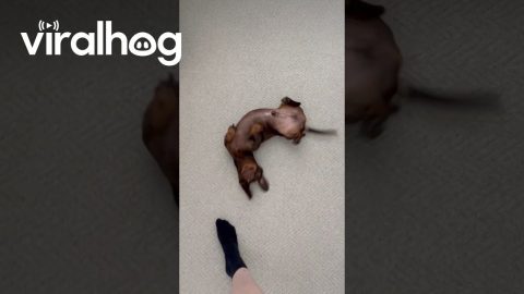 Silly Sausage Dog Has the Wiggles || ViralHog