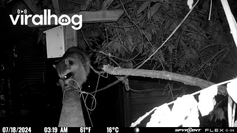 Raccoon Unties Rope and Moves It Out of the Way || ViralHog