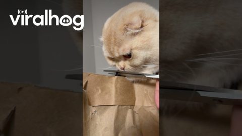 Cat Gets His Head Stuck In a Paper Bag Handle || ViralHog