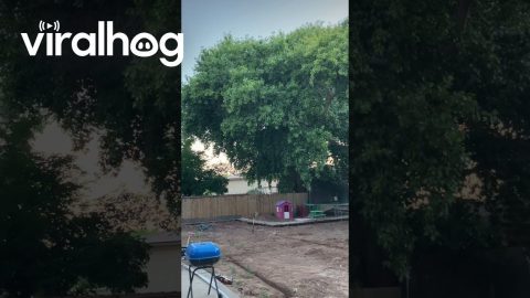 Old Cottonwood Tree Drops Huge Branch || ViralHog