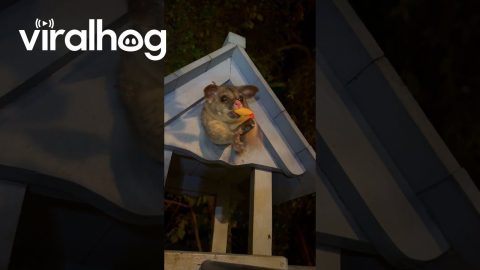 Brushtail Possum Struggles To Squeeze Into House || ViralHog
