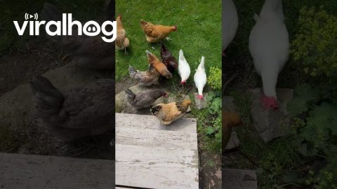 Backyard Chickens Meet Garter Snake || ViralHog