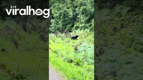 Runner Encounters Bear on Trail || ViralHog