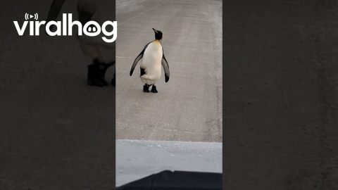 Penguin Approaches Vehicle || ViralHog