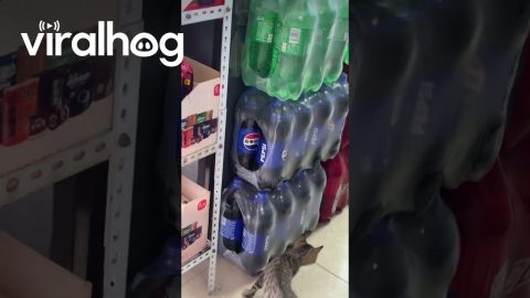 Supermarket Mousing Lessons || ViralHog